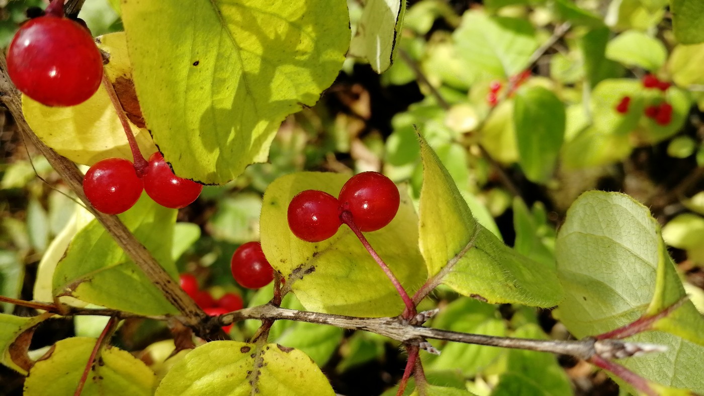 Image of Lonicera chrysantha specimen.