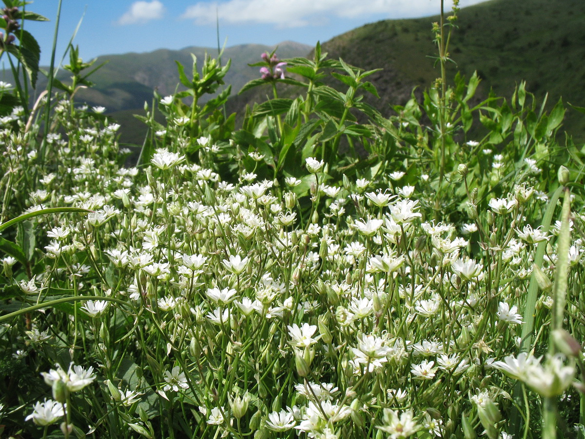 Изображение особи Stellaria brachypetala.