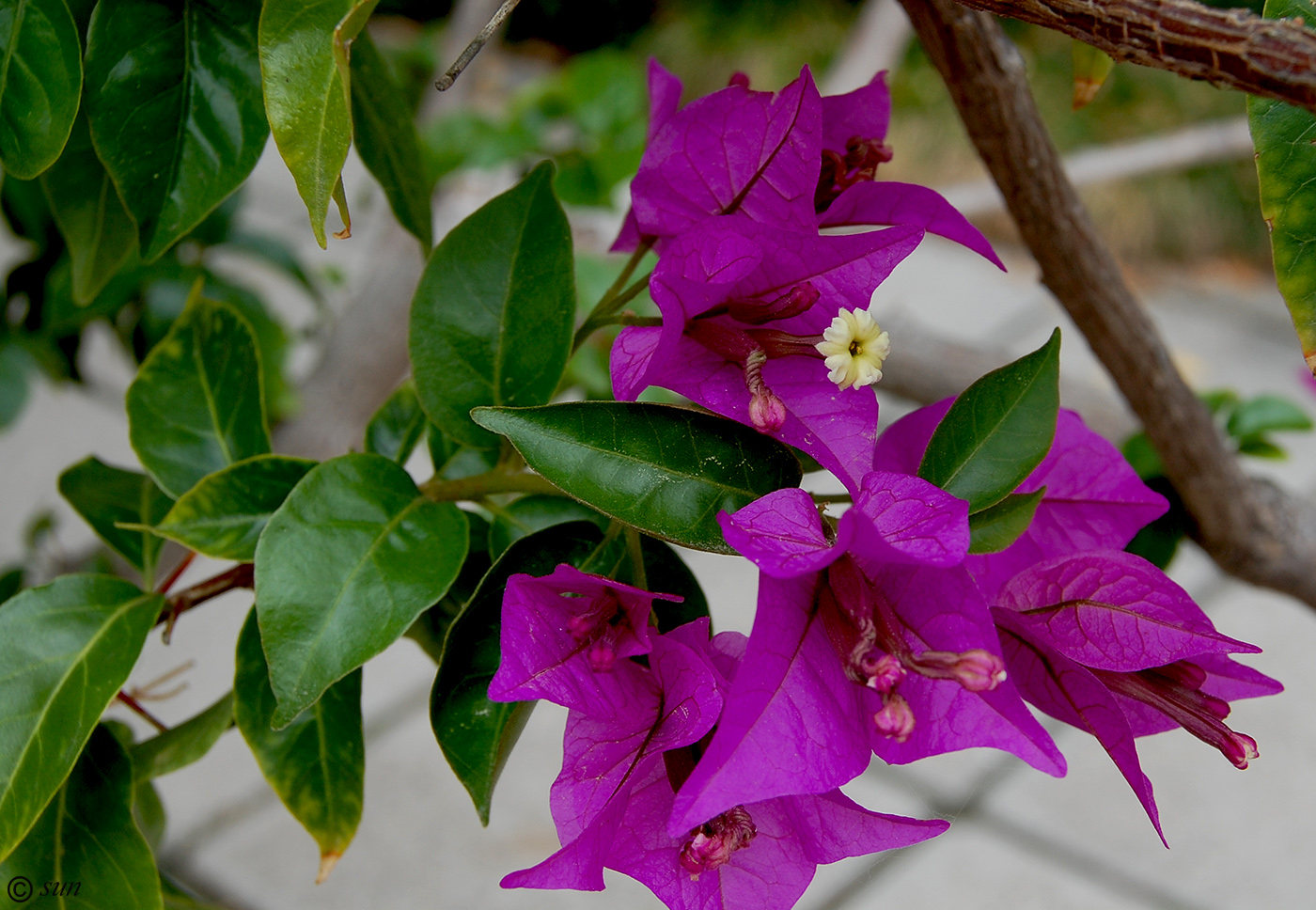 Image of Bougainvillea glabra specimen.