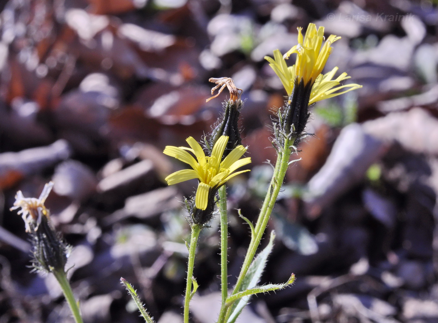 Изображение особи Picris japonica.