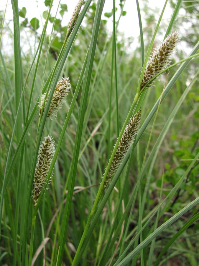 Изображение особи Carex rostrata.