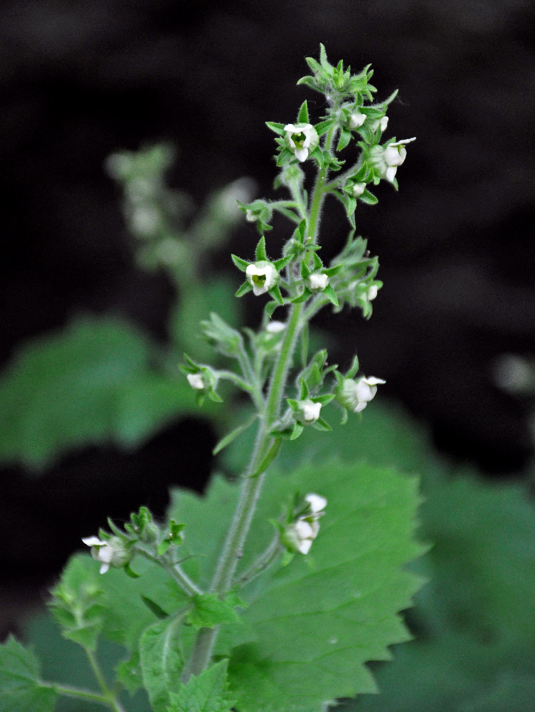 Image of Scrophularia altaica specimen.