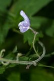 Aconitum septentrionale