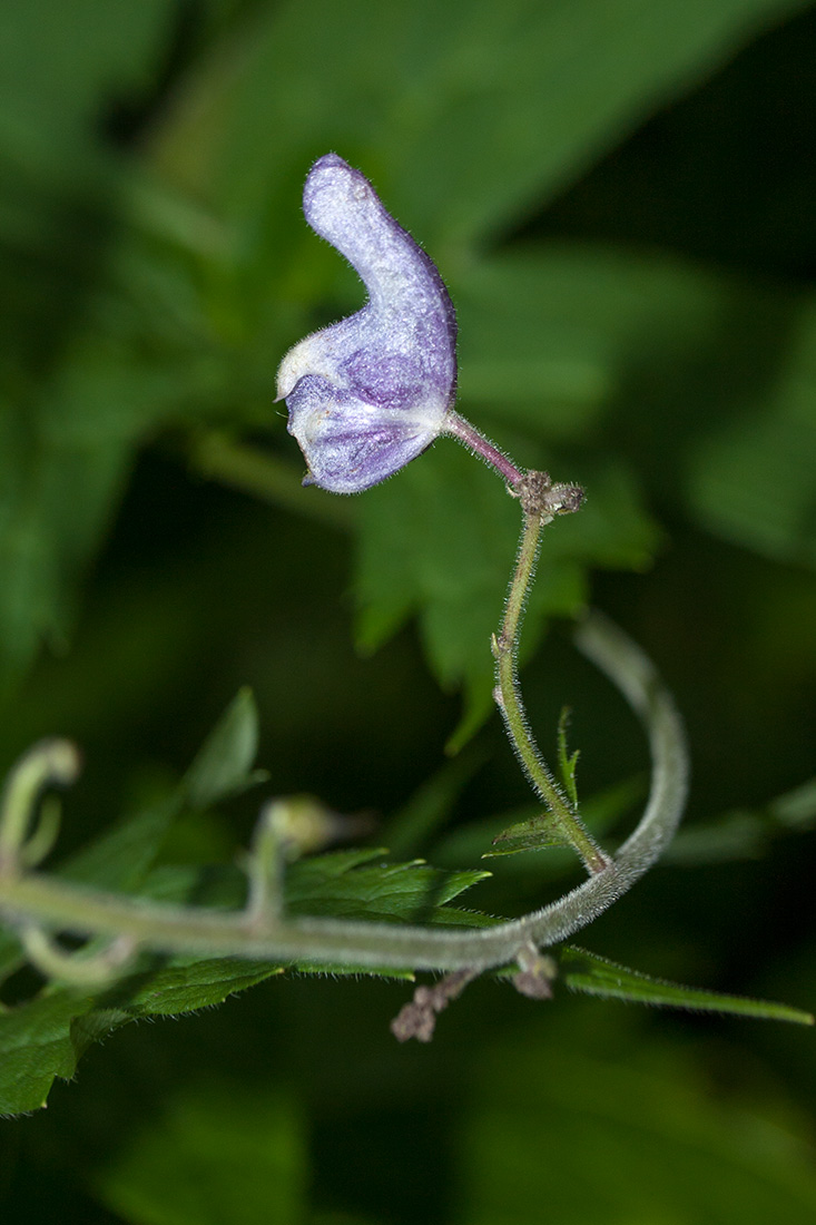 Изображение особи Aconitum septentrionale.