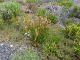 Thamnochortus acuminatus