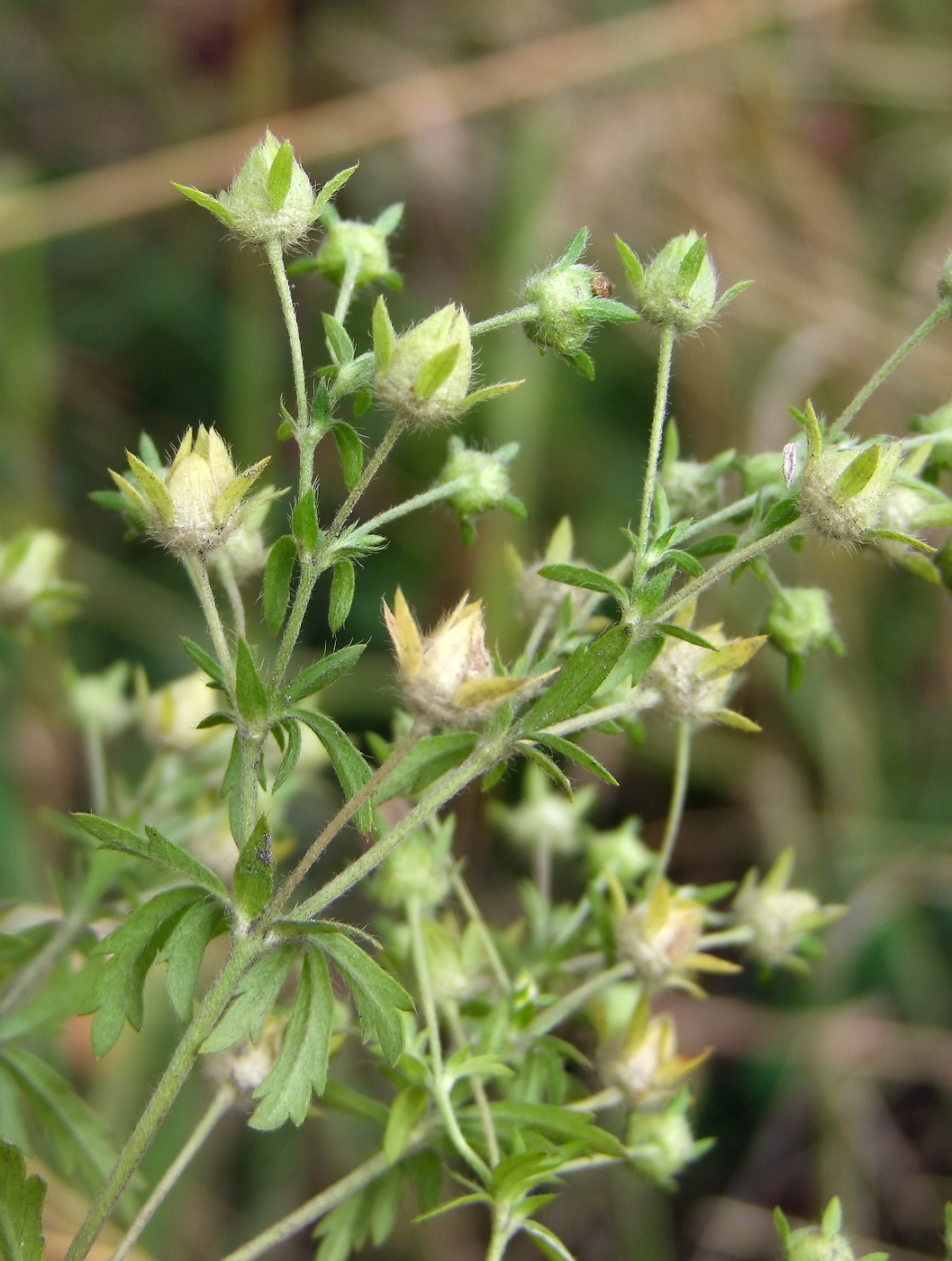 Image of Potentilla intermedia specimen.