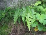Polypodium vulgare. Вайи. Свердловская обл, Верхне-Пышминский ГО, скалы Петра Гронского. 19.06.2010.г.