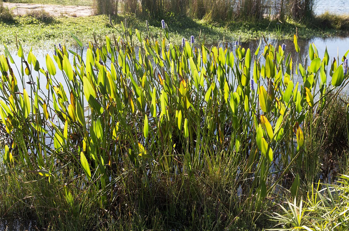 Изображение особи Pontederia cordata.