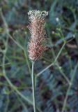 Plantago lanceolata. Верхушка плодоносящего побега. Крым, Сакский р-н, окр. пос. Прибрежное, газон. 10.08.2017.