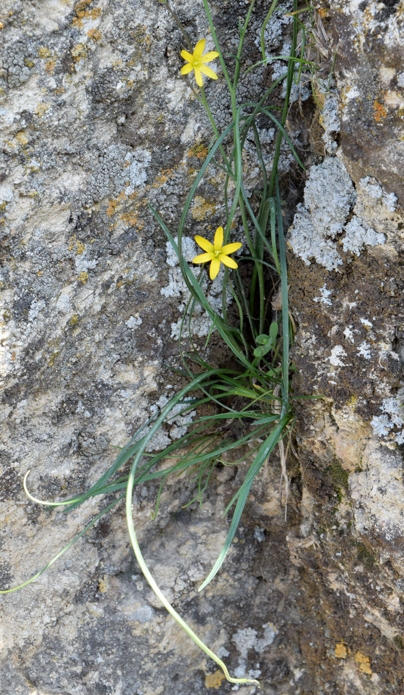 Изображение особи Gagea calantha.