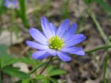 Anemone caucasica