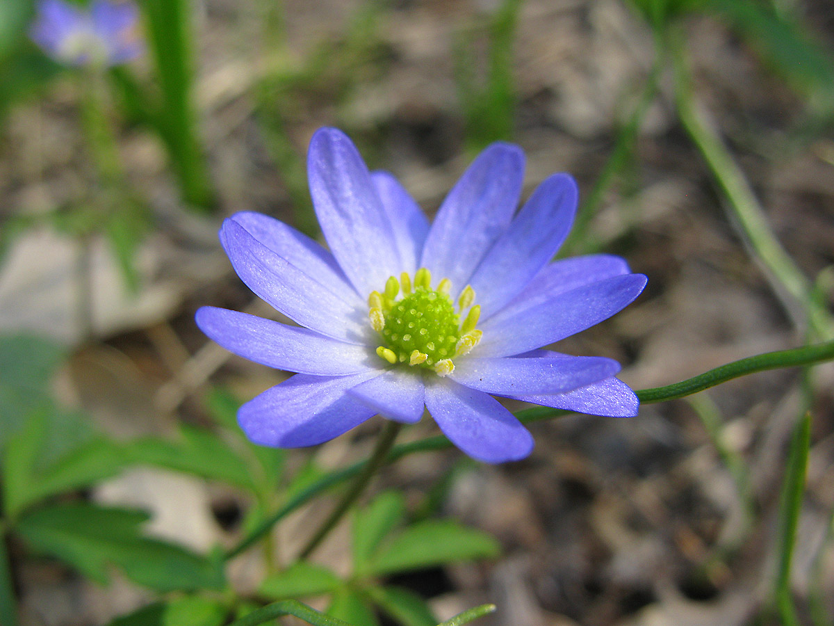 Изображение особи Anemone caucasica.