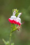 Salvia microphylla