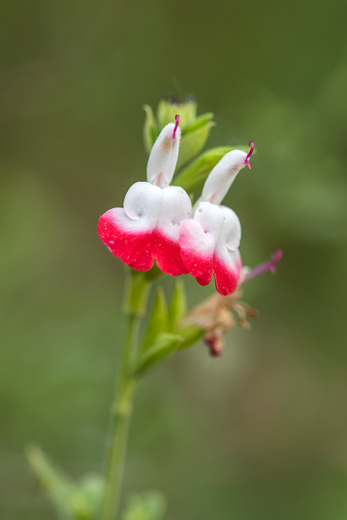 Image of Salvia microphylla specimen.