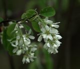 Amelanchier spicata. Соцветия и листья. Московская обл., Раменский р-н, окр. дер. Хрипань, садовый участок. 09.05.2019.