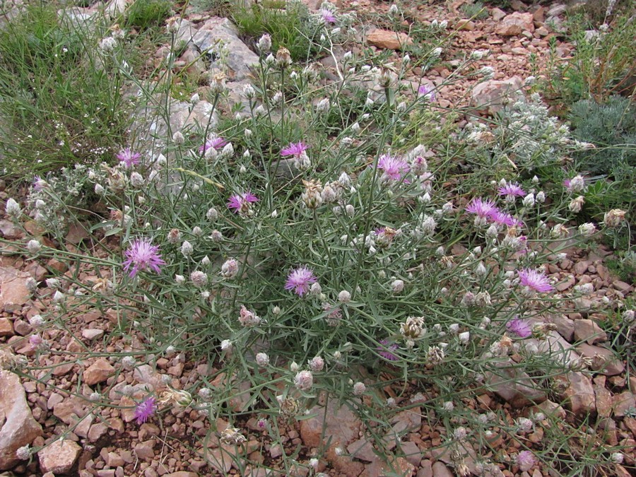 Изображение особи Centaurea vankovii.