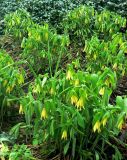 Uvularia grandiflora