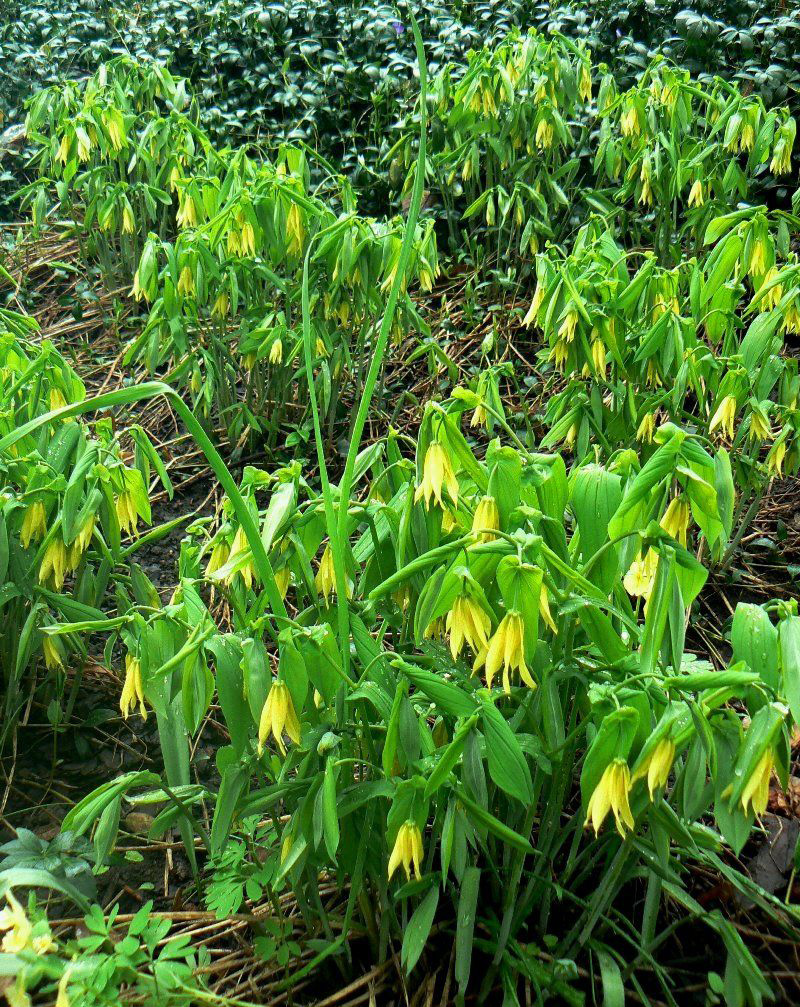 Image of Uvularia grandiflora specimen.