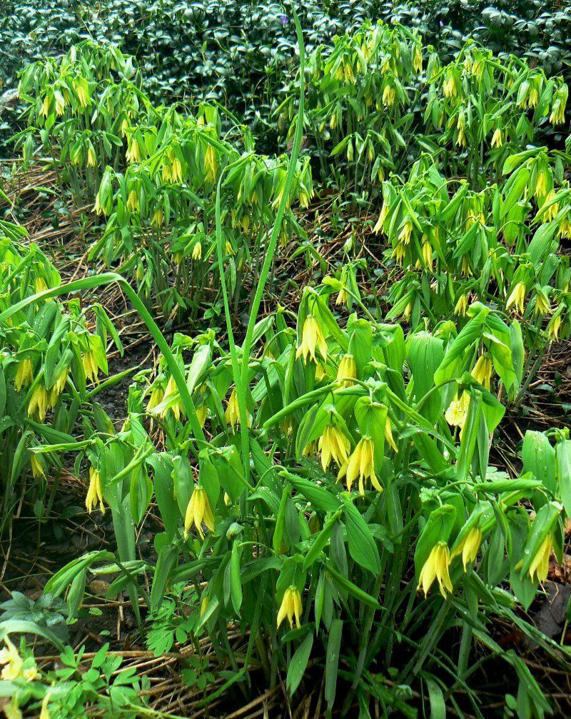 Изображение особи Uvularia grandiflora.