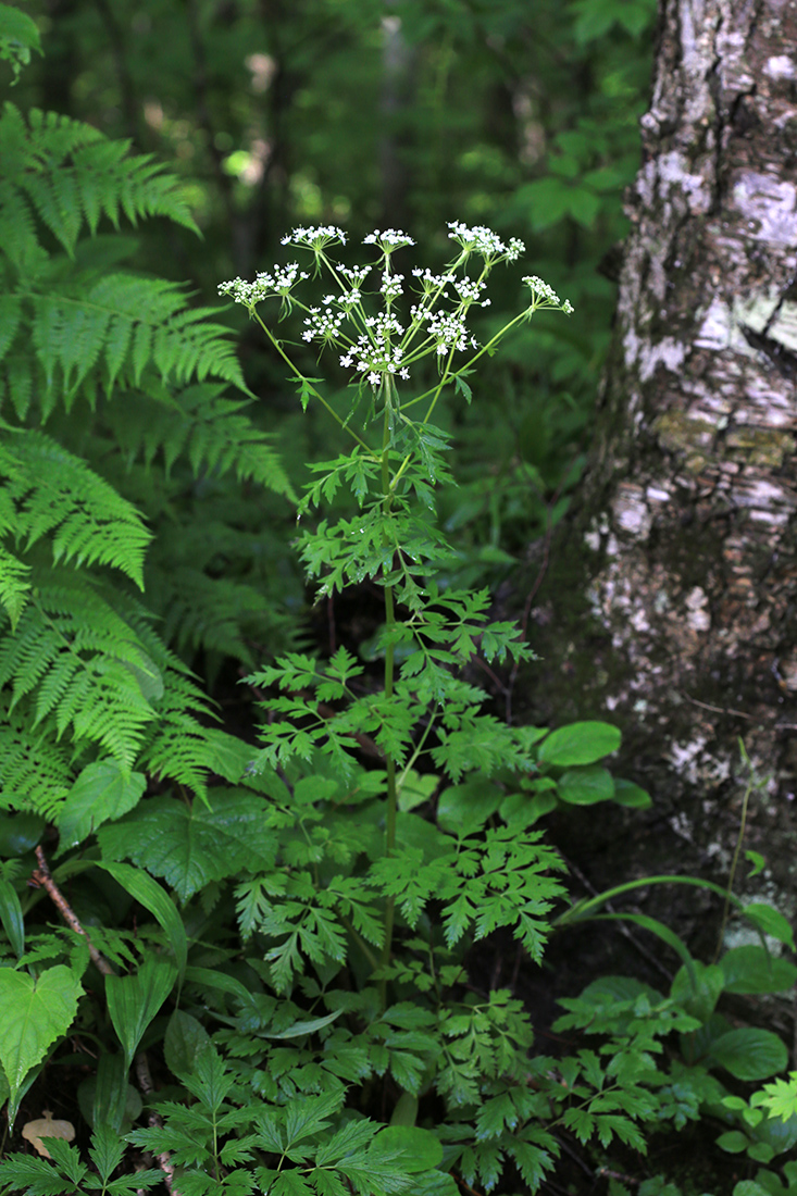 Изображение особи Pleurospermum uralense.