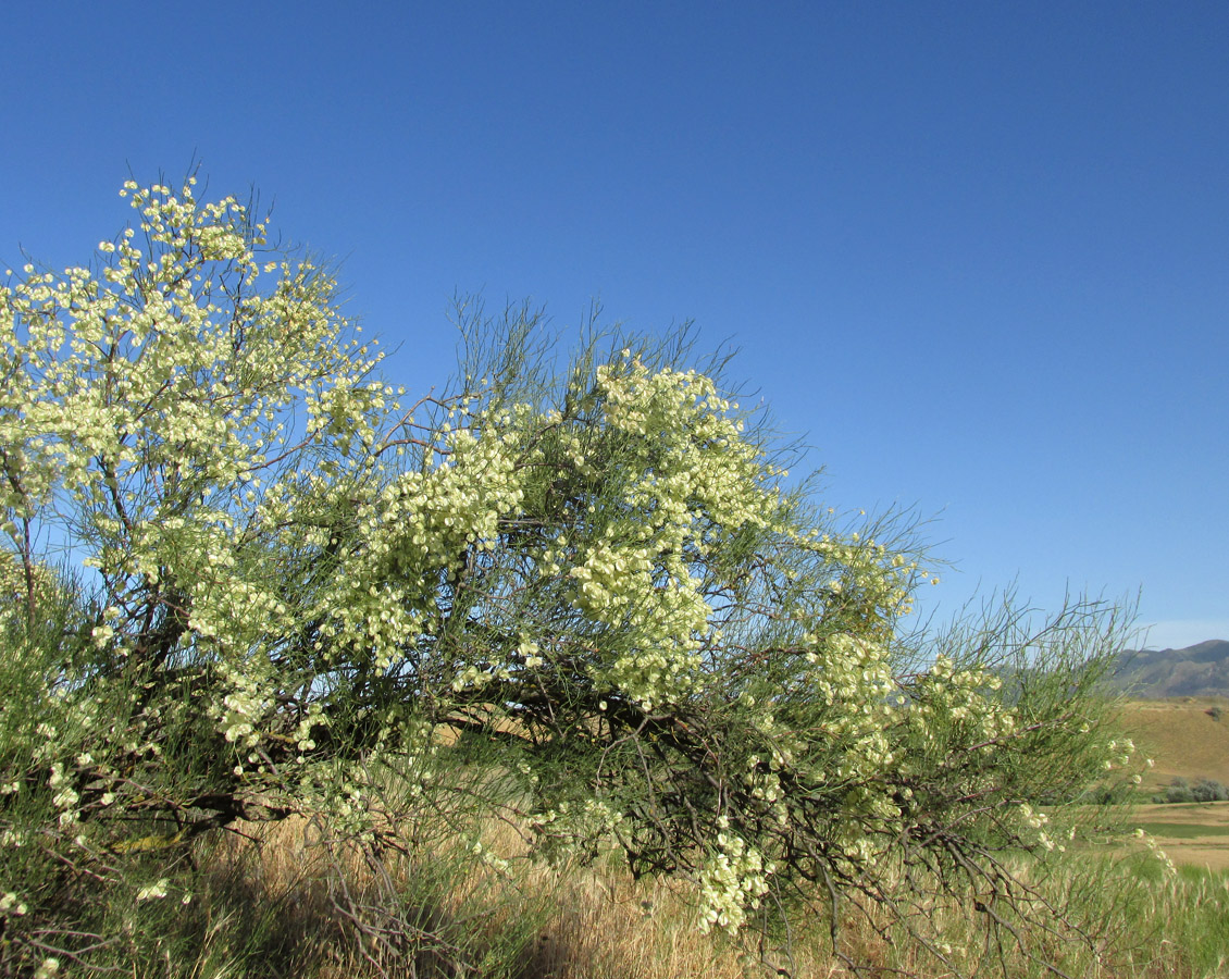 Изображение особи Calligonum aphyllum.