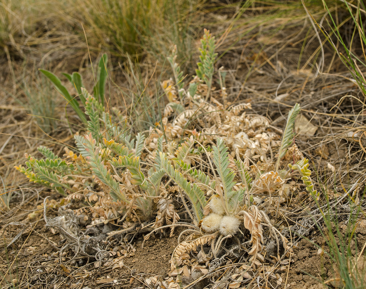 Изображение особи Astragalus testiculatus.