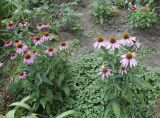 Echinacea purpurea