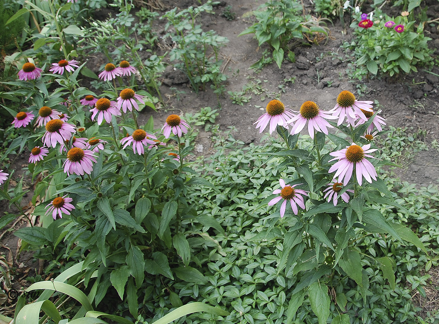 Изображение особи Echinacea purpurea.