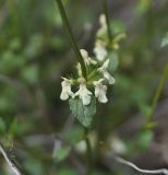 род Stachys. Соцветие. Турция, ил Артвин, окр. деревни Кёрпюгёрен, каменистый склон скалы. 23.04.2019.