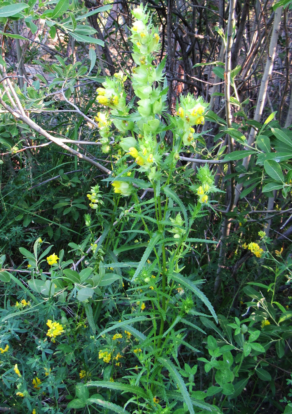 Image of Rhinanthus serotinus specimen.