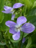 Viola ruppii