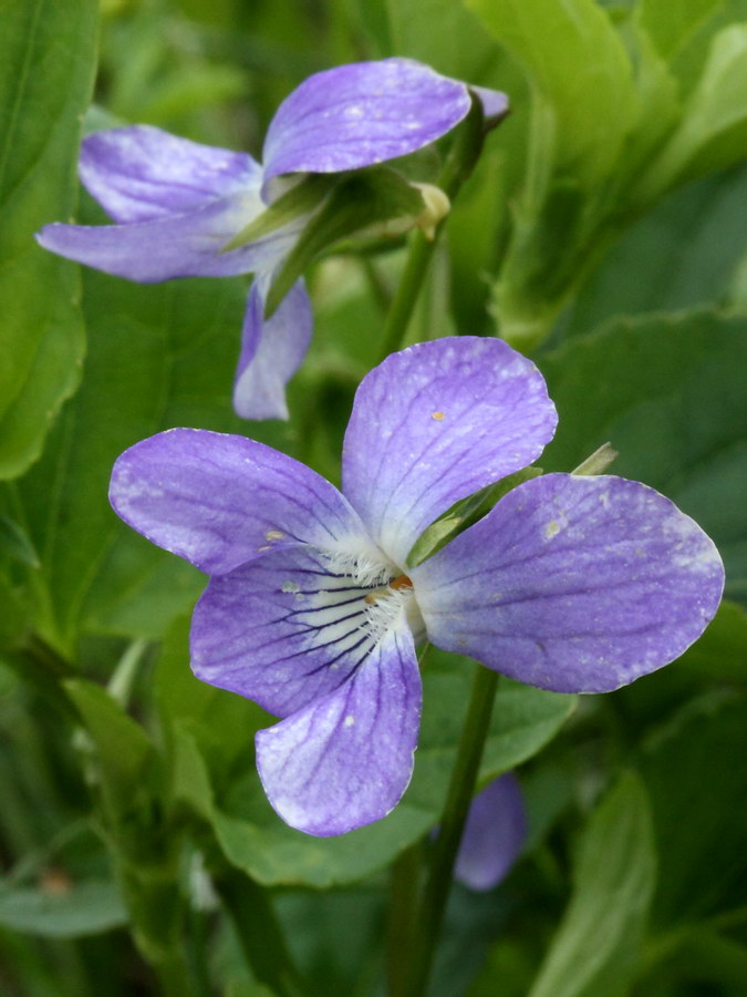 Изображение особи Viola ruppii.