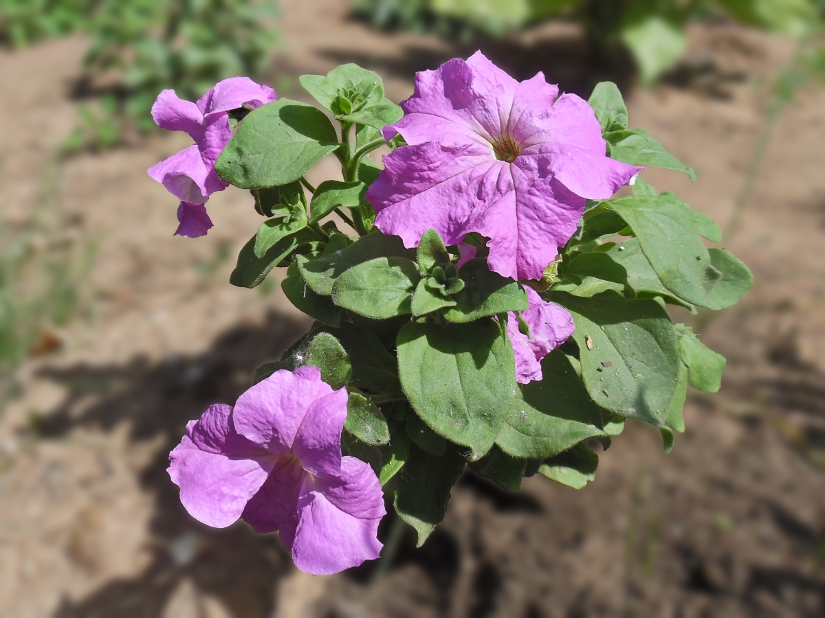Изображение особи Petunia × atkinsiana.