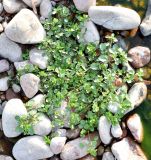 Nasturtium officinale