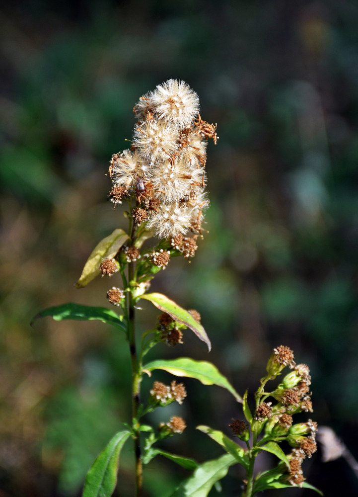 Изображение особи Solidago virgaurea.