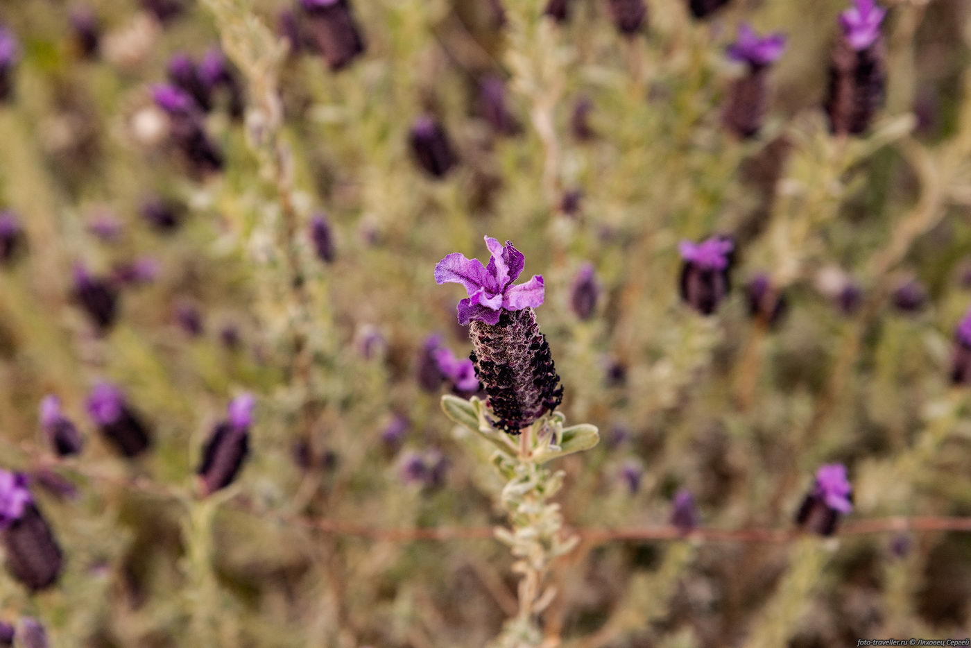 Изображение особи Lavandula stoechas.