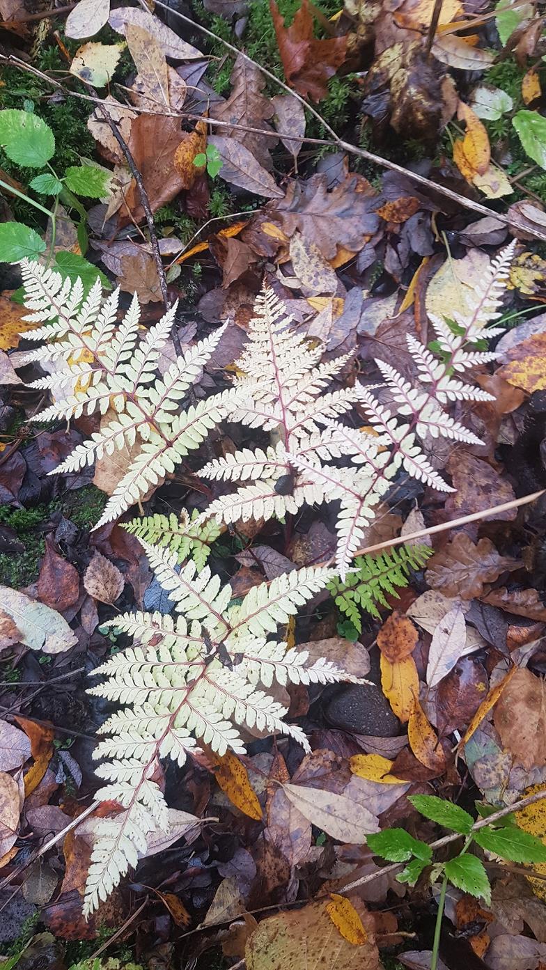 Image of Athyrium otophorum var. okanum specimen.