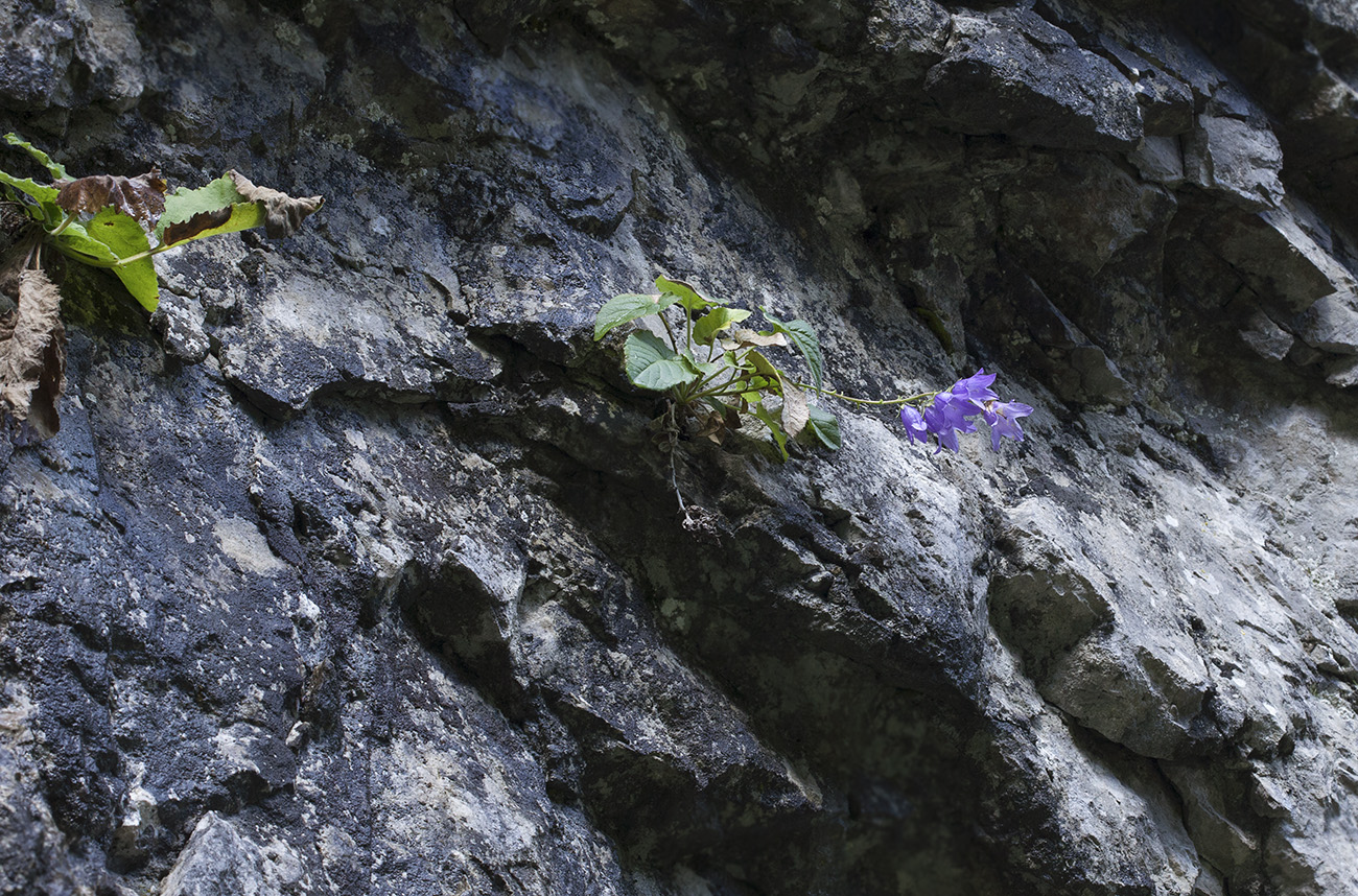 Изображение особи род Campanula.