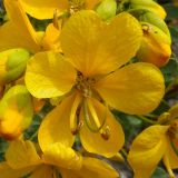 Senna cumingii var. coquimbensis