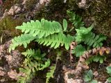 Polypodium vulgare. Растения на скальном обнажении с прошлогодними отмершими вайями. Красноярский край, окр. г. Красноярск, заповедник \"Столбы\", скала Такмак малый. 12.08.2018.