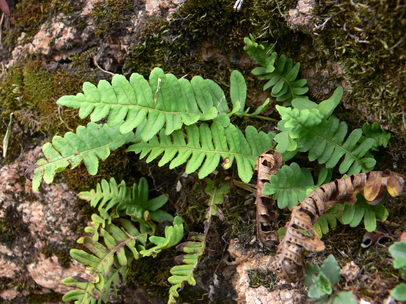 Изображение особи Polypodium vulgare.