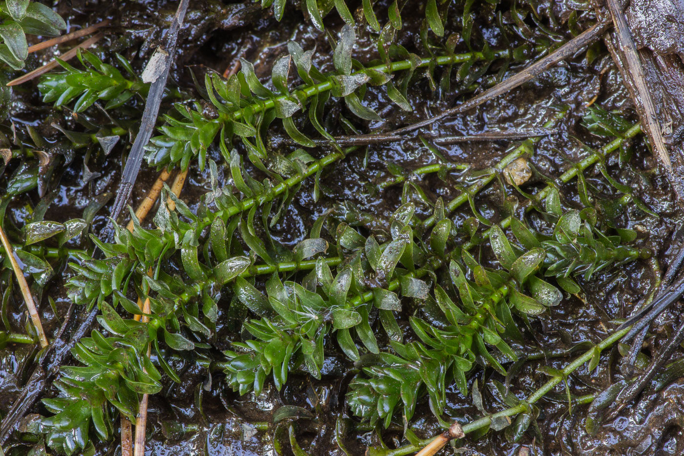 Изображение особи Elodea canadensis.