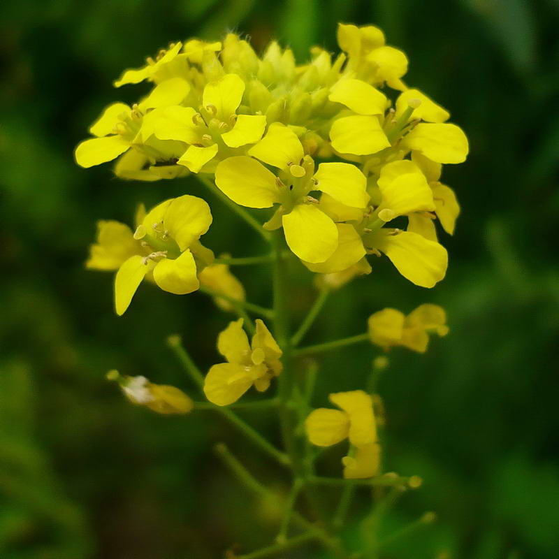 Изображение особи Sisymbrium loeselii.