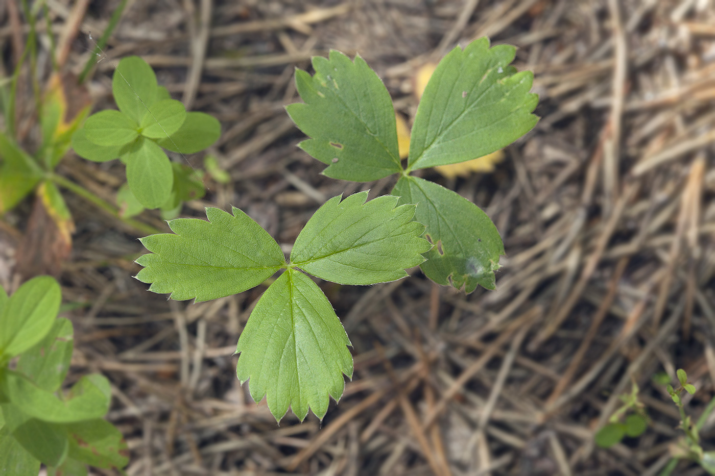 Изображение особи Fragaria iinumae.