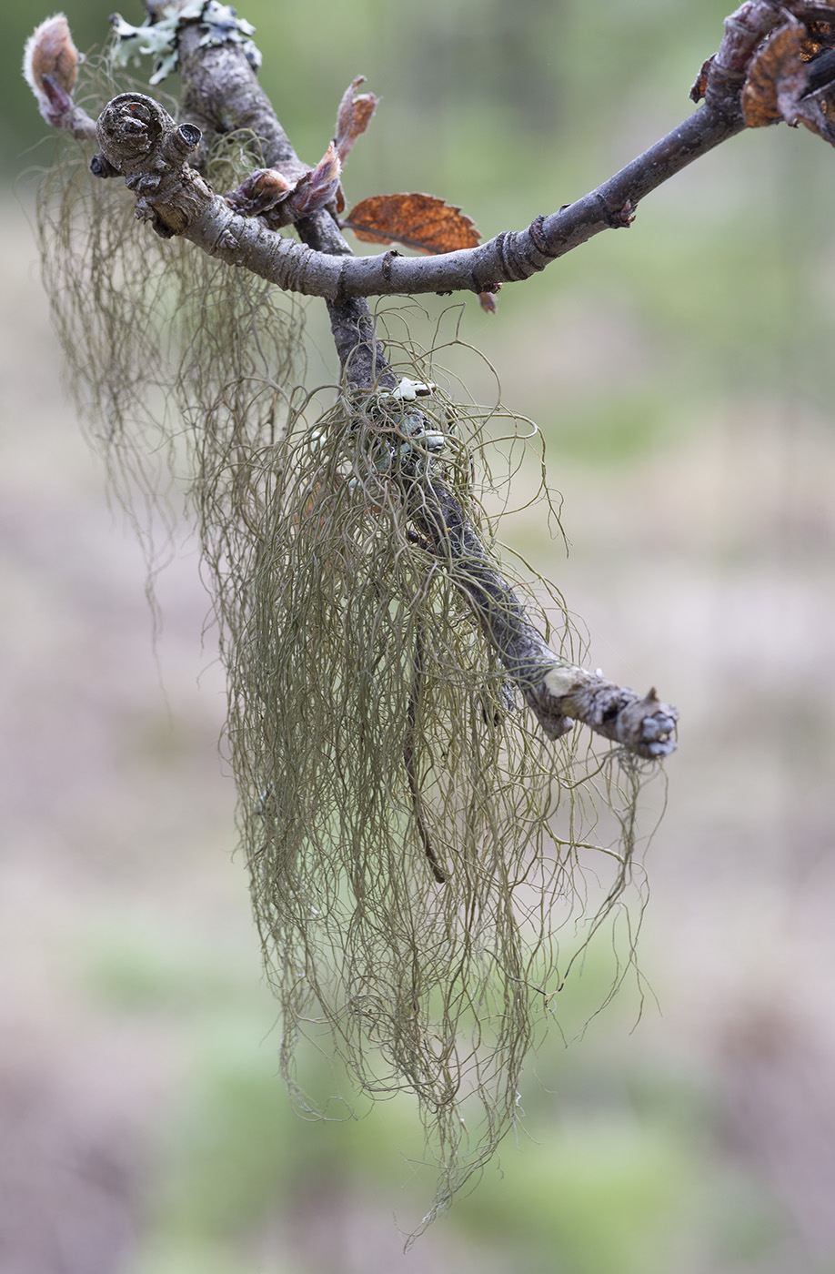 Image of Bryoria fuscescens specimen.