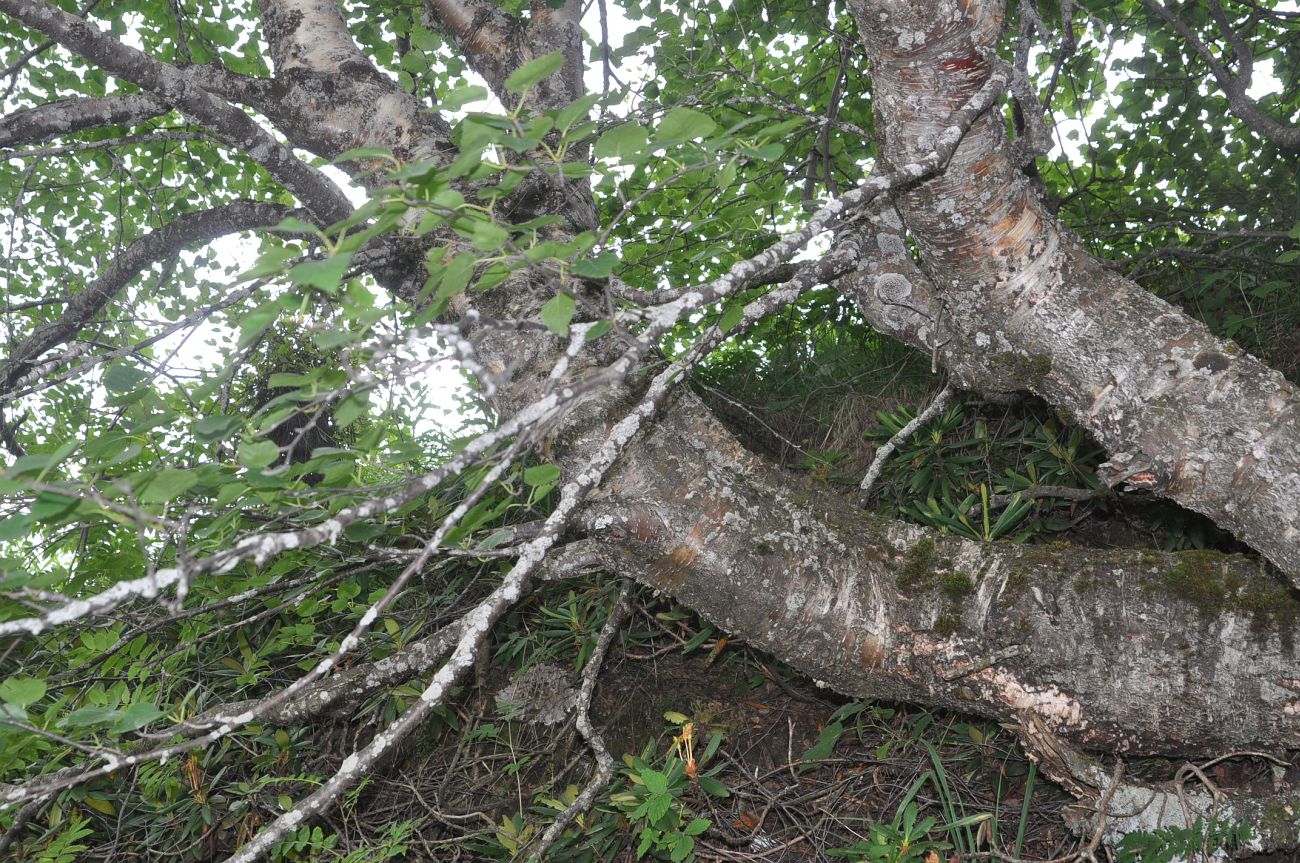 Image of Betula raddeana specimen.