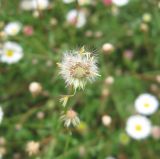 Erigeron karvinskianus. Соплодие. Южный Берег Крыма, Артек, клумба. 19 июля 2010 г.