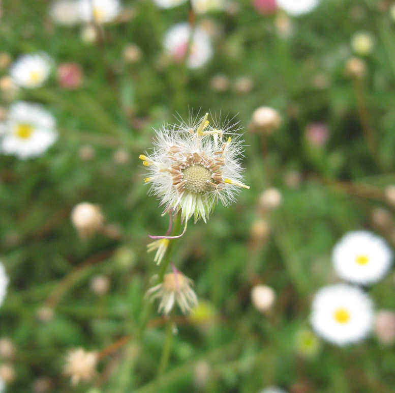 Image of Erigeron karvinskianus specimen.