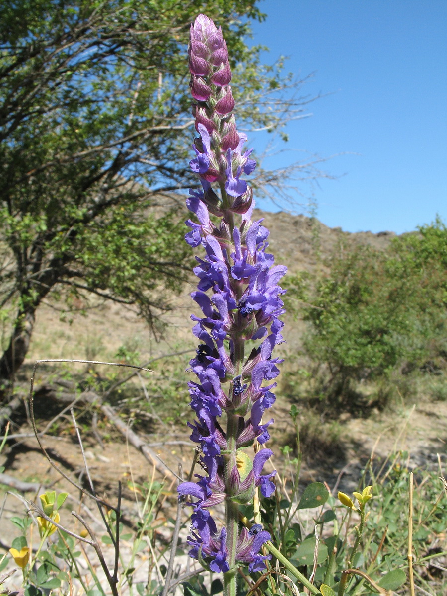 Изображение особи Salvia deserta.