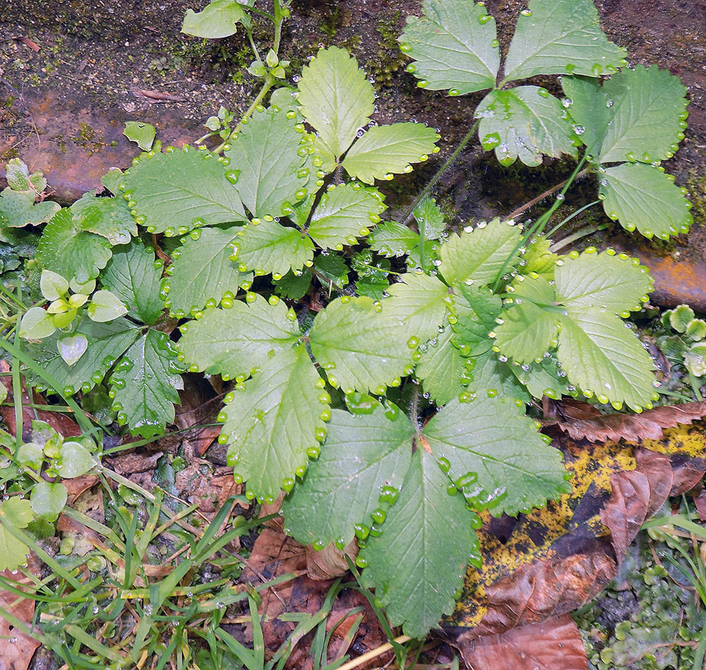Image of Fragaria viridis specimen.